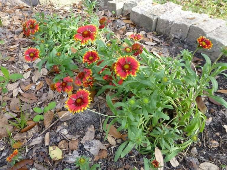 Firewheel aka Indian Blanket (Gaillardia pulchella)