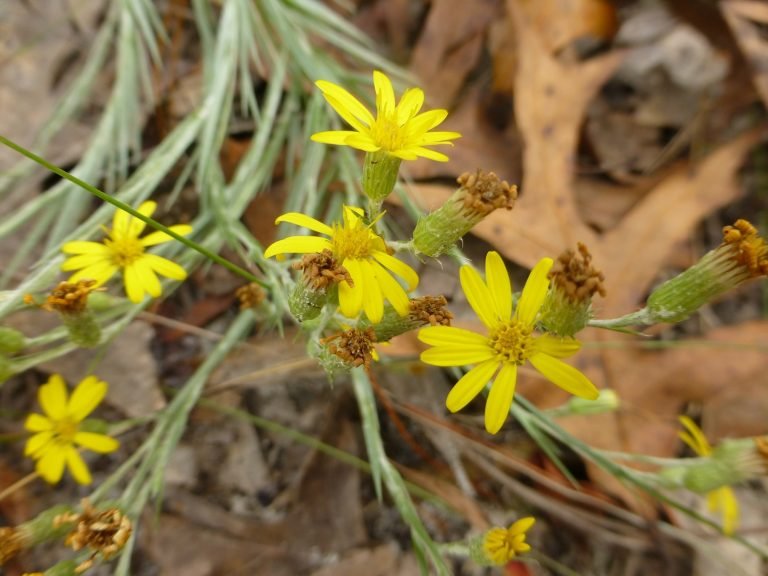 narrowleaf silkgrass (Pityopsis graminifolia) flowers