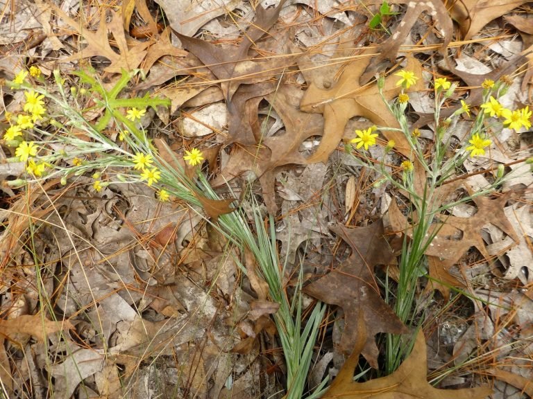 narrowleaf silkgrass (Pityopsis graminifolia) flowers