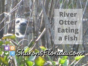 thumbnail of a YouTube video of a river otter (Lontra canadensis) eating a fish in central florida