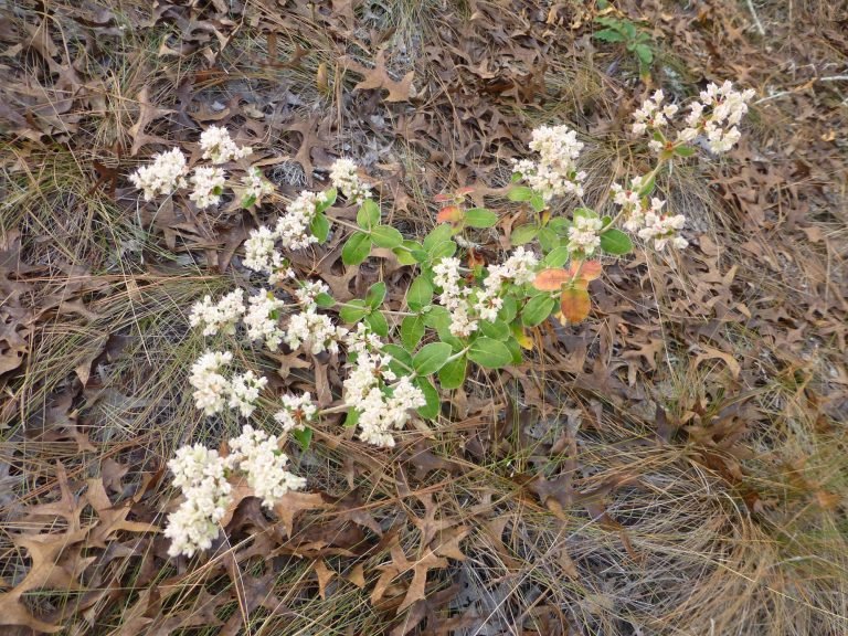 dogtongue wild buckwheat (Eriogonum tomentosum)