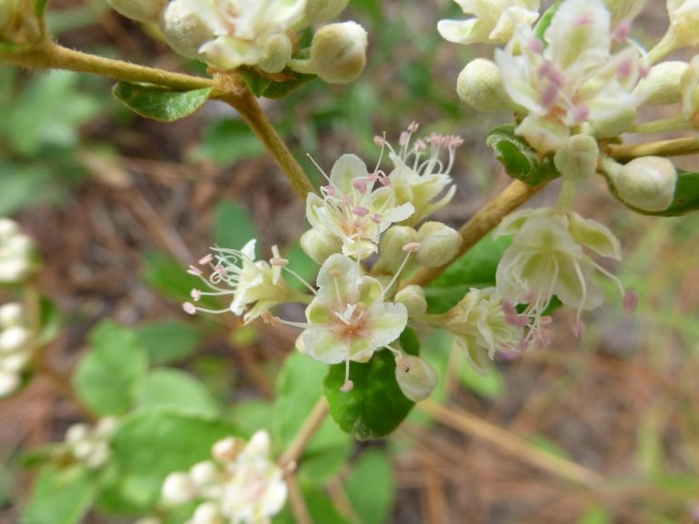 dogtongue wild buckwheat (Eriogonum tomentosum)