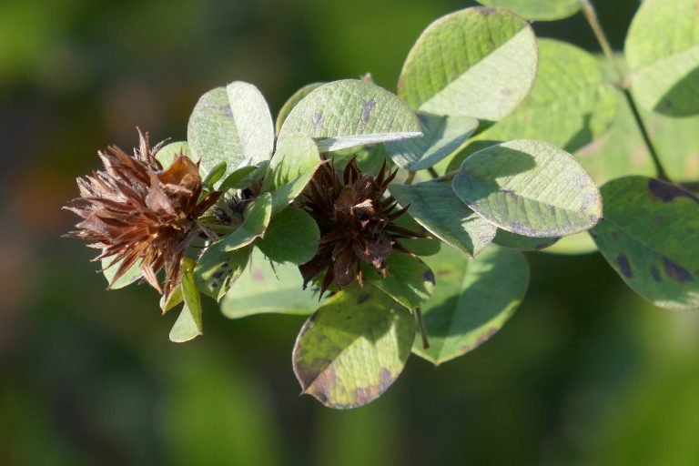 Hairy lespedeza (Lespedeza hirta) seed heads