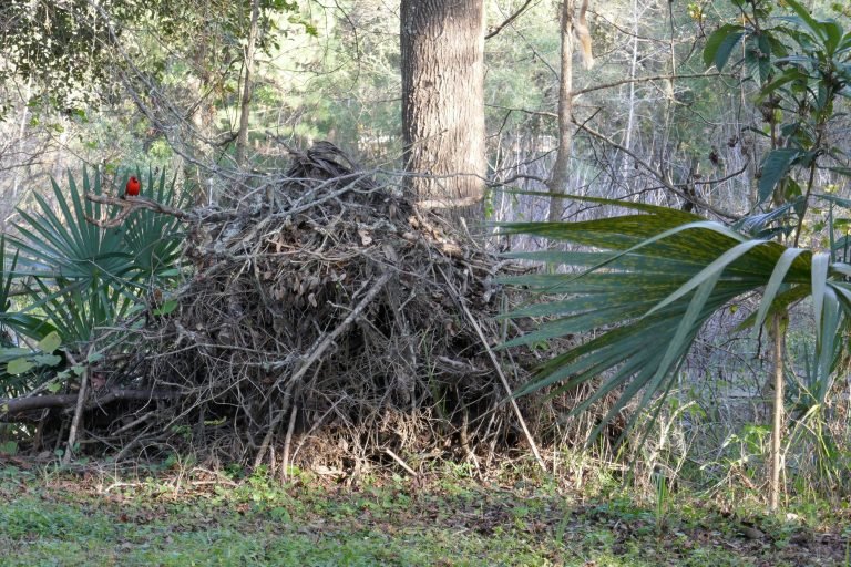 a brush pile with a northern cardinal songbird sitting on top of it