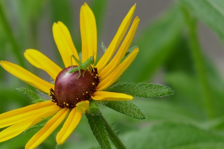 blackeyed susan flower (Rudbeckia hirta) with baby grasshopper