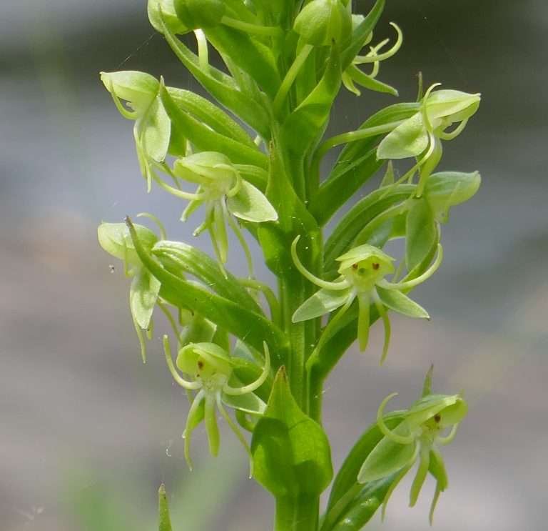 waterspider false reinorchid, Habenaria repens, flower close-up