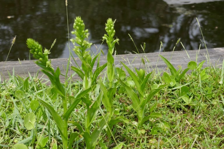 waterspider false reinorchid, Habenaria repens, plants