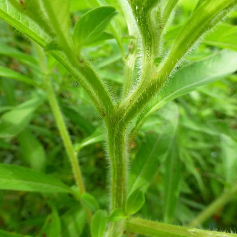 Anglestem Primrosewillow (Ludwigia leptocarpa) close up of stems