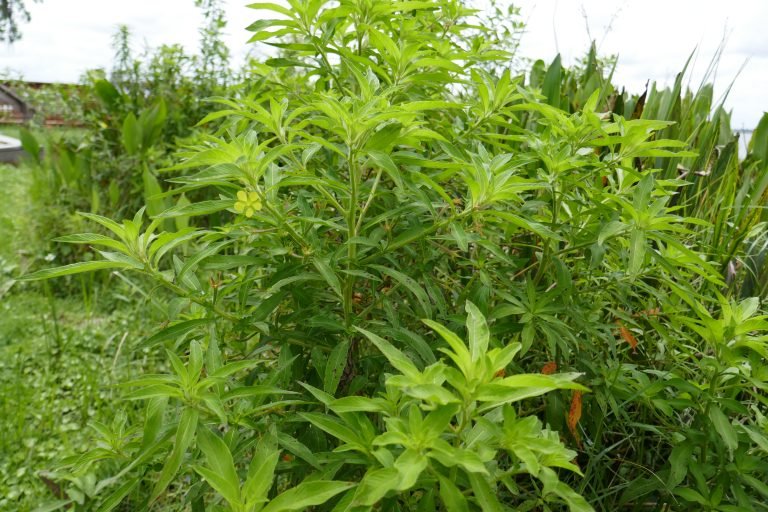 angelstem primrosewillow (Ludwigia leptocarpa) in the landscape showing its size and shape