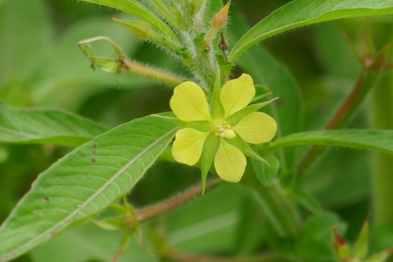 angelstem primrosewillow (Ludwigia leptocarpa) single flower