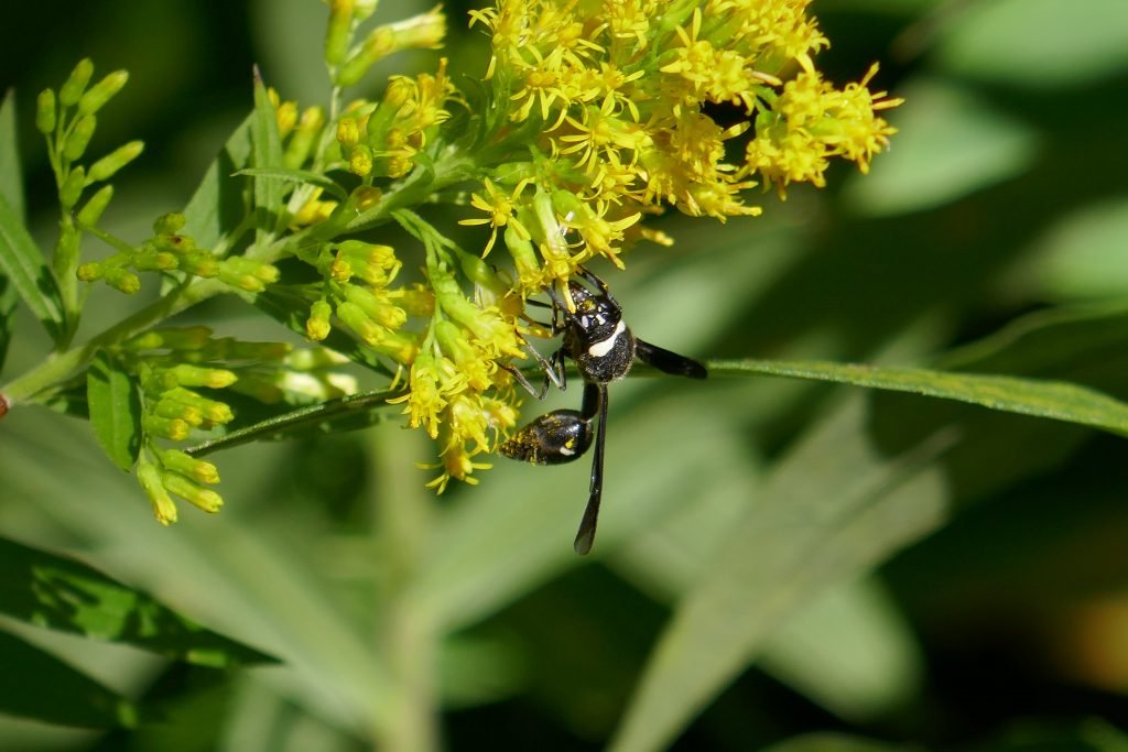 potter wasp on a goldenrod flower