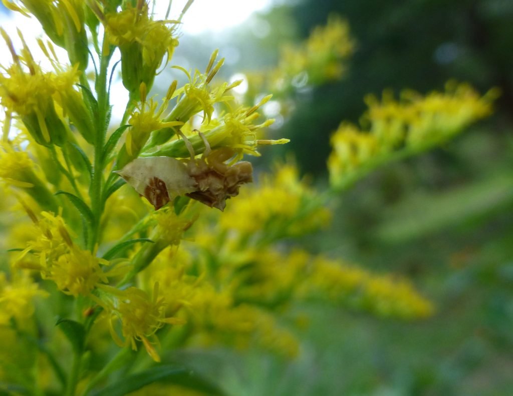 goldenrod flowers with ambush bug