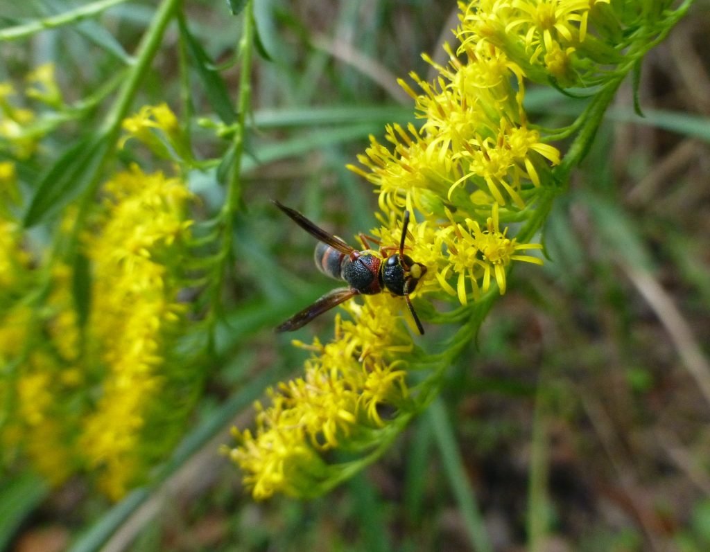 goldenrod flowers with black and red mason waspgoldenrod flowers with black and red mason wasp