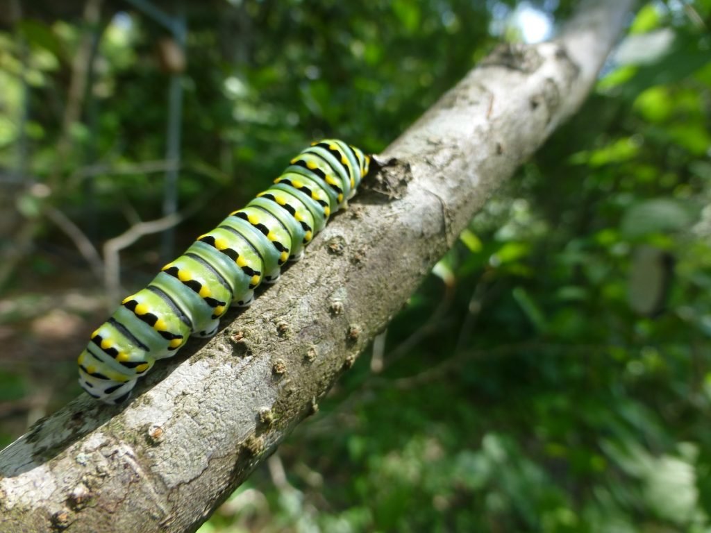 black swallowtail (Papilio polyxenes) caterpillar on a tree branch