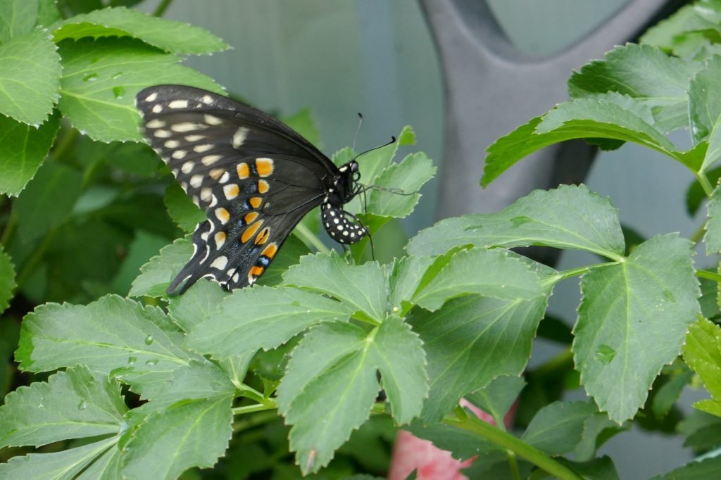 black swallowtail laying eggs on golden alexanders (Zizia aurea)