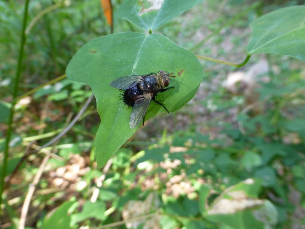 goldenrod flowers with black tachnid fly