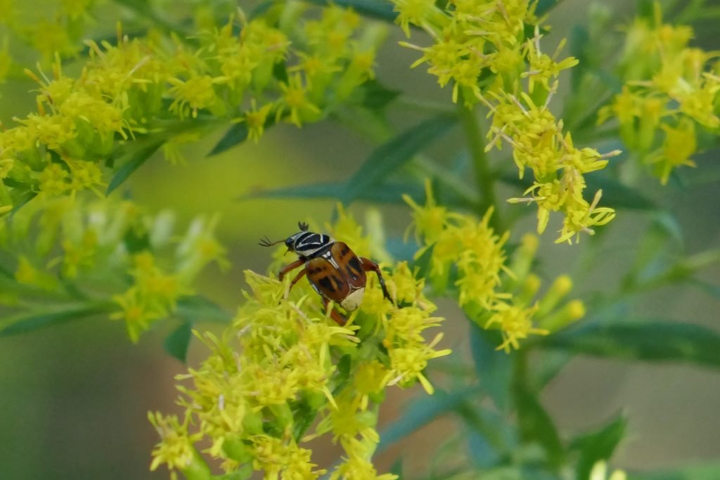 goldenrod flowers with delta flower scarab beetle