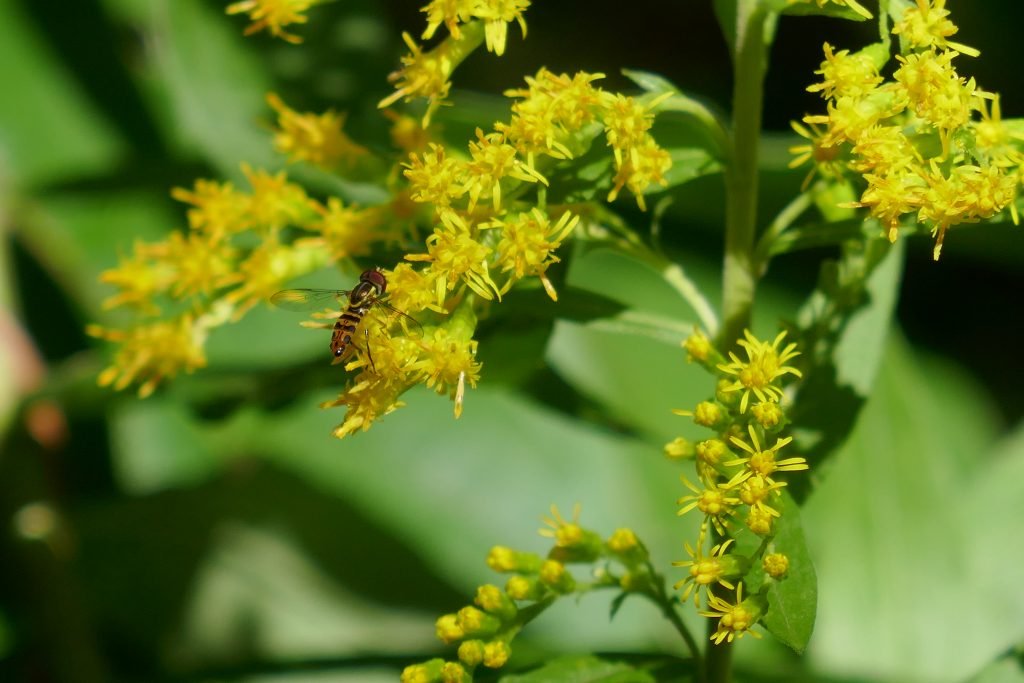goldenrod flowers with flower fly