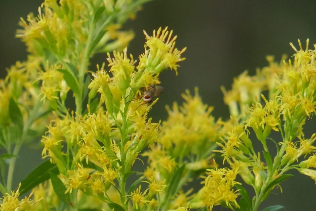 goldenrod flowers with fruit fly