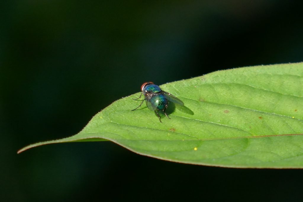 hairy maggot blow fly on a leaf near goldenrod flowers