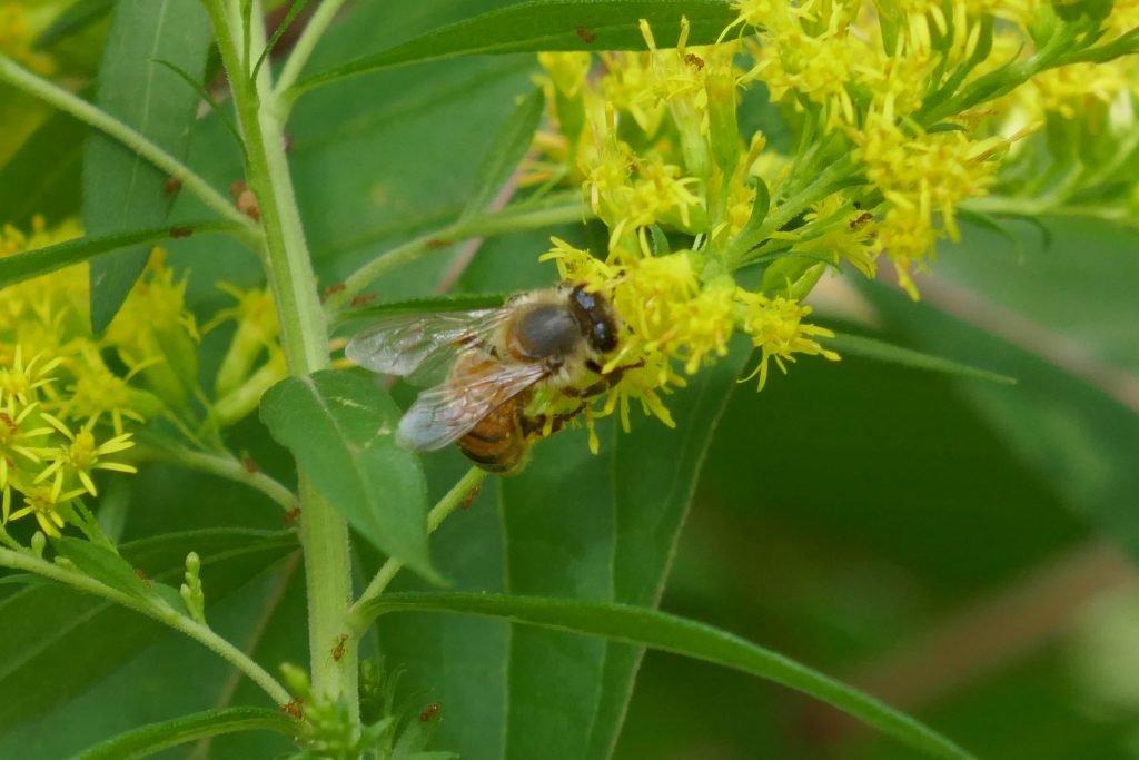 goldenrod flowers with honeybee