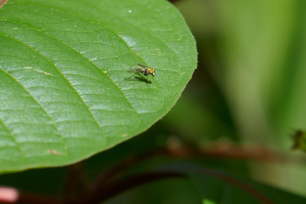 long legged fly on a leaf near goldenrod flowers