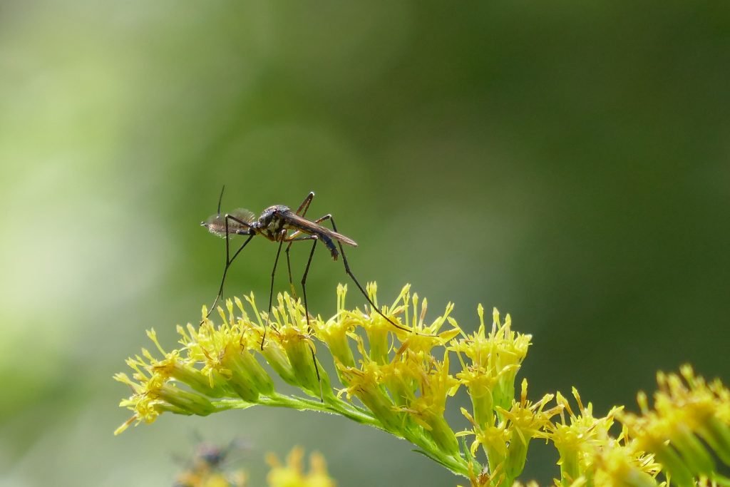 mosquito nectaring on goldenrod flowers