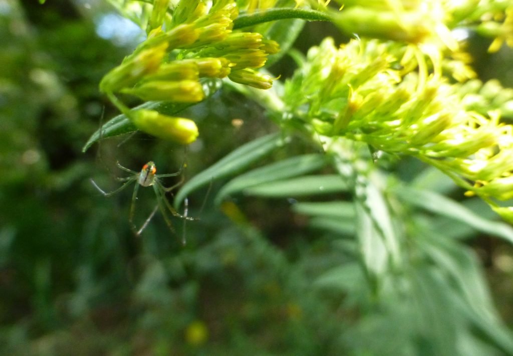 orchard spider on a goldenrod flower