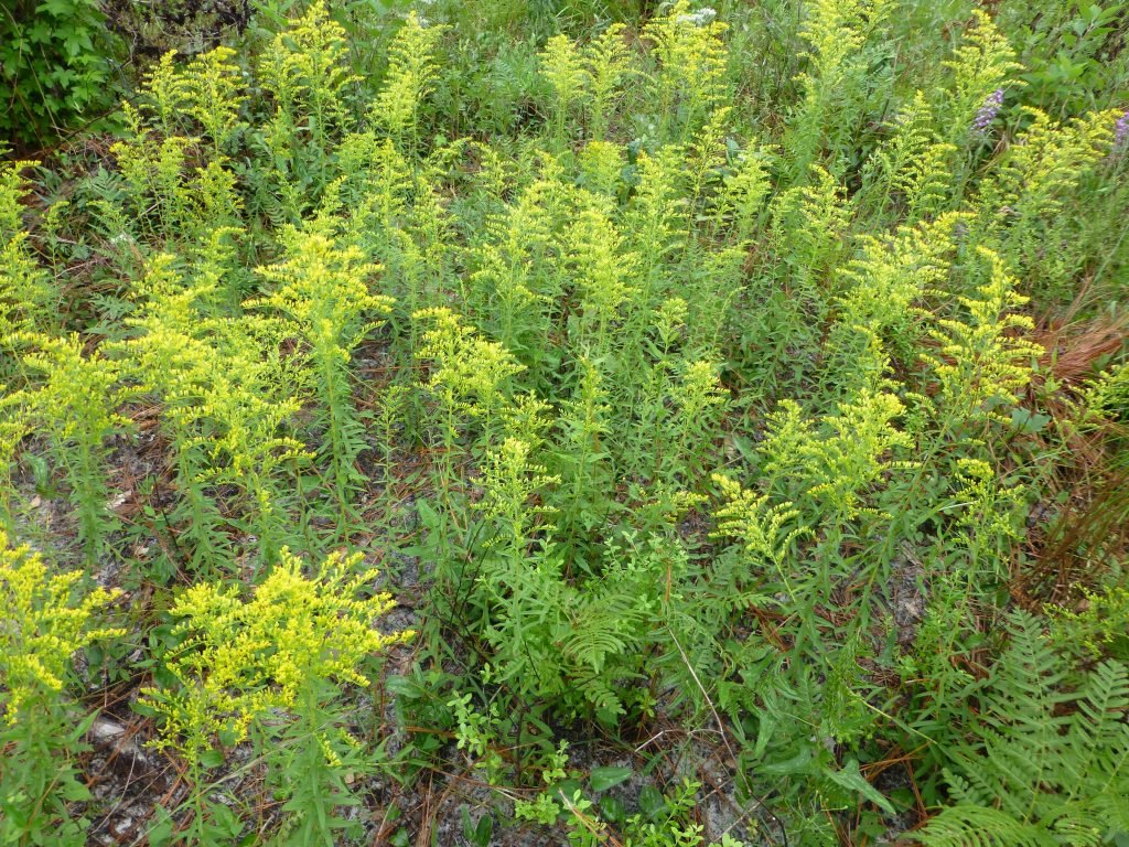 Pine barren goldenrod Solidago fistulosa flowers