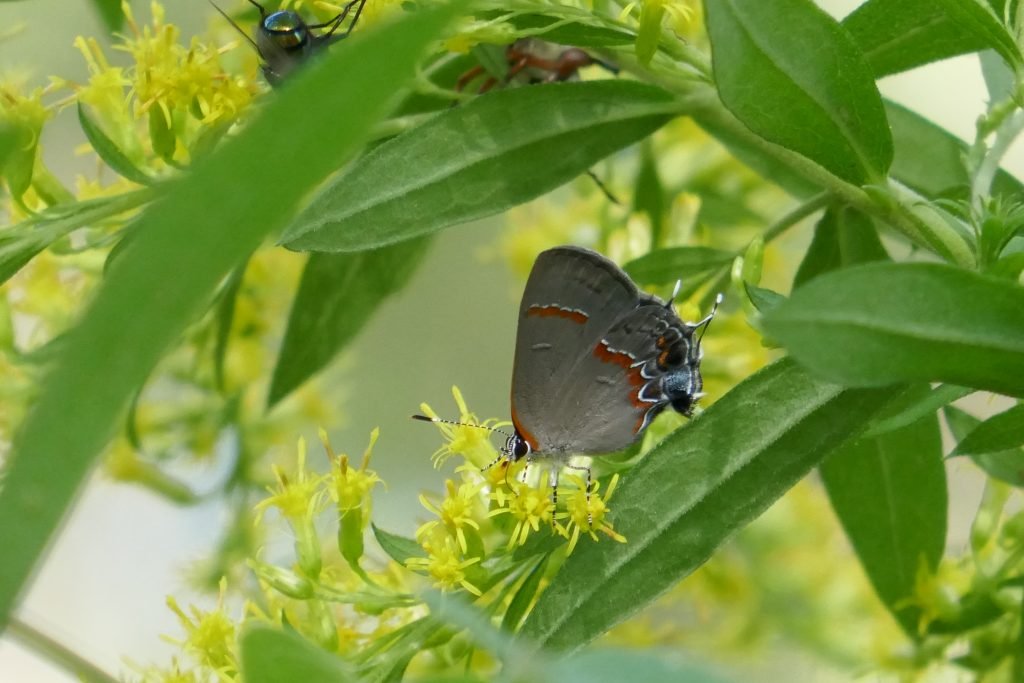 goldenrod flowers with red-banded hairstreak