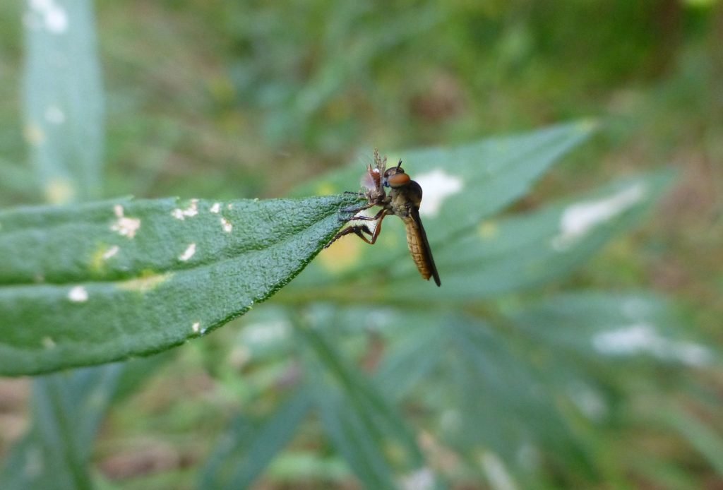 robber fly eating a fruit fly on a goldenrod leaf