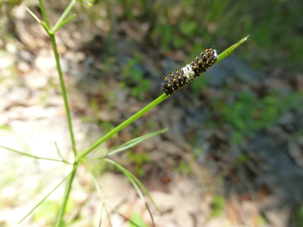 first instar black swallowtail caterpillar