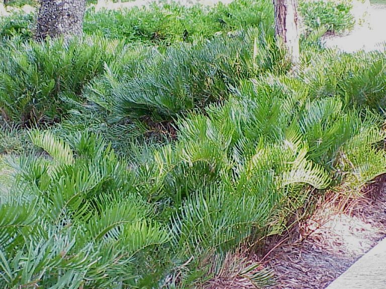 Coontie (Zamia pumila)