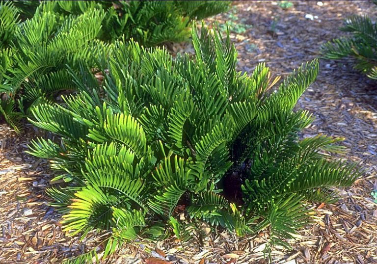 Coontie (Zamia pumila)