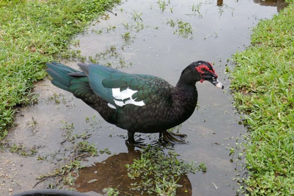 Muscovy duck (Cairina moschata) large male drake