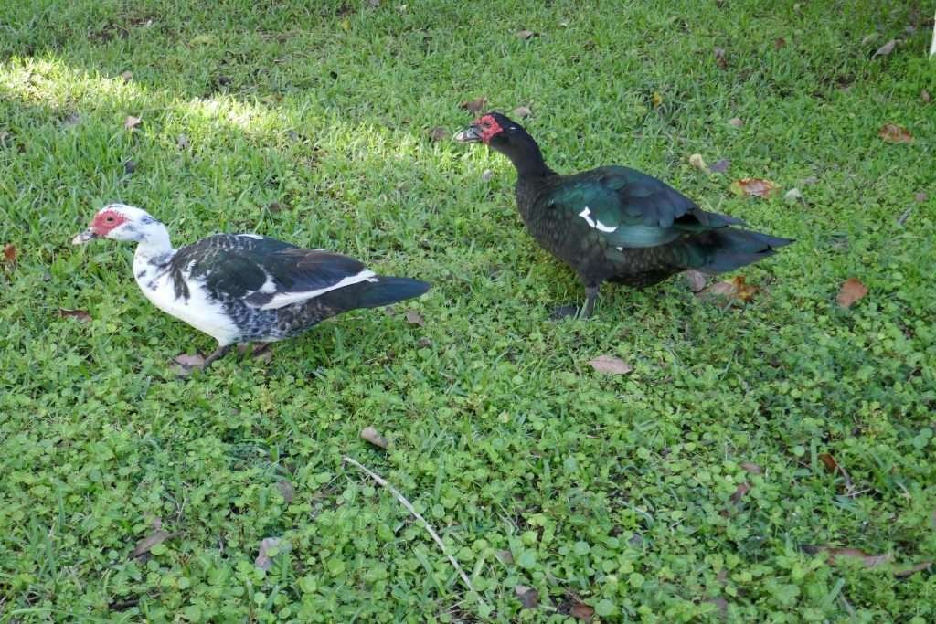 adult male and female muscovy ducks (Cairina moschata)