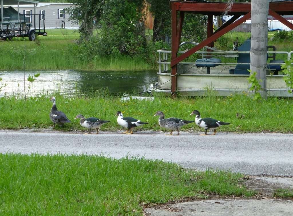 Muscovy duck (Cairina moschata) mother with juveniles following down the roadway