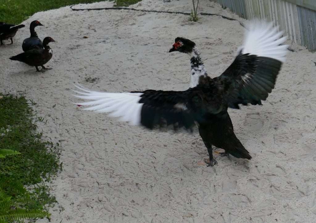 Muscovy Duck Cairina moschata