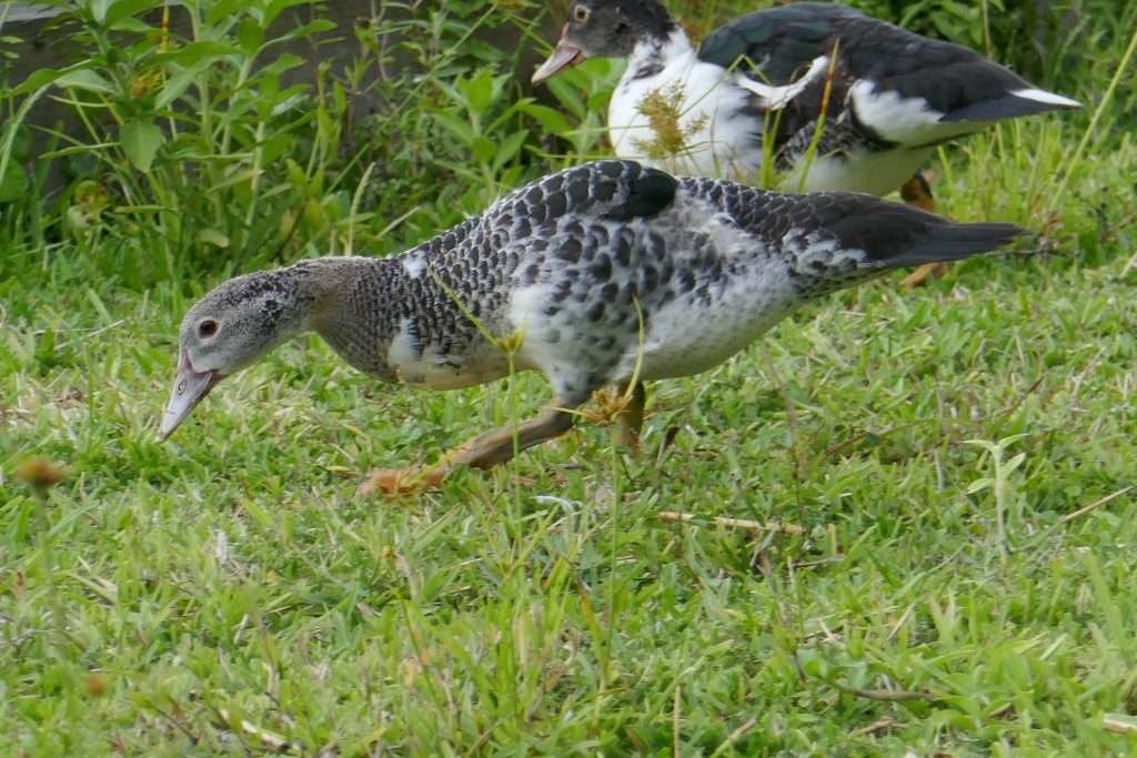 Muscovy Duck Cairina moschata juvenile