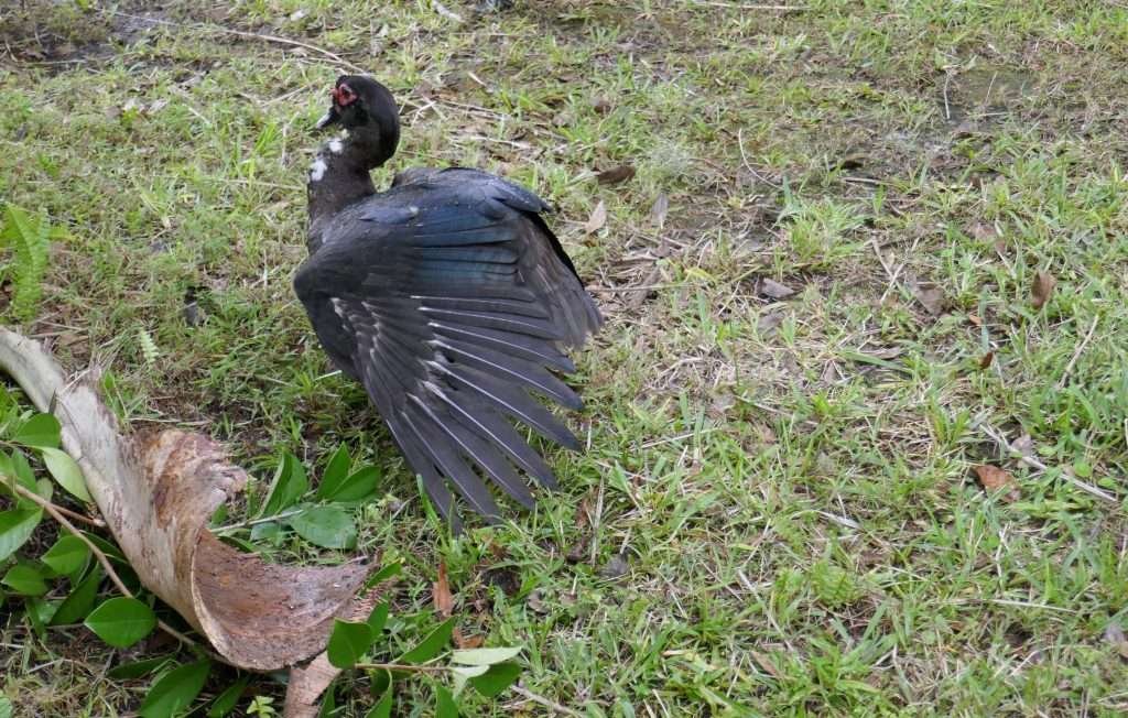 Muscovy Duck Cairina moschata