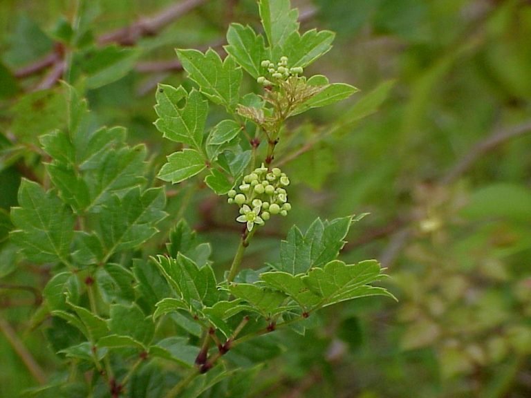 Peppervine (Nekemias arborea) flowers