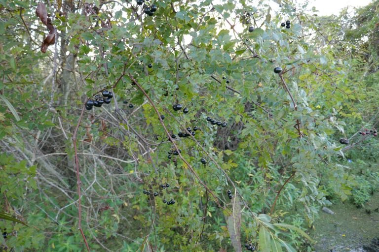 Peppervine (Nekemias arborea) mature berries