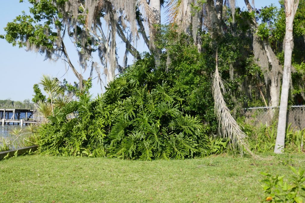 mature tree philodendron (Philodendron bipinnatifidum) in the landscape