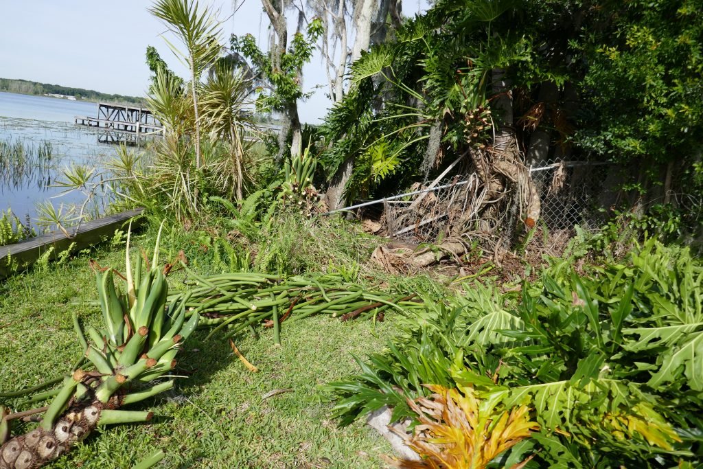 tree philodendron (Philodendron bipinnatifidum) sorted piles of removed foliage