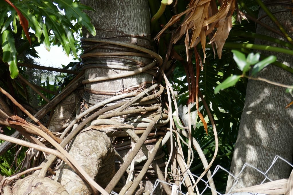 tree philodendron (Philodendron bipinnatifidum) aerial roots wrapping around a nearby tree