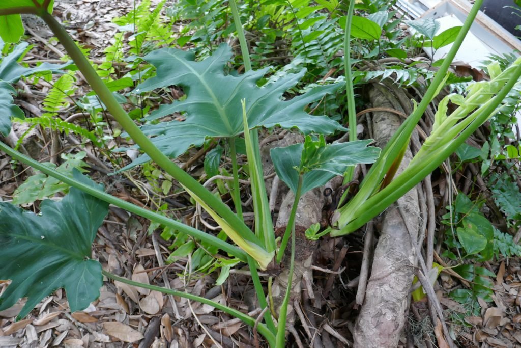 tree philodendron (Philodendron bipinnatifidum) new growth emerging from a cut stem