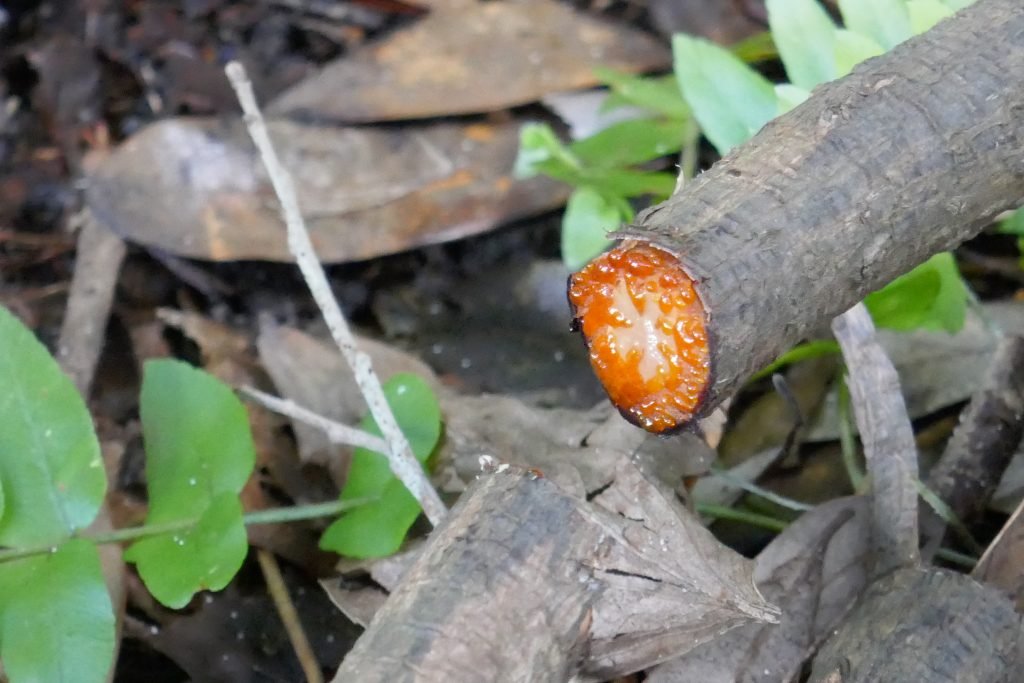 tree philodendron (Philodendron bipinnatifidum) cut aerial root oozing sap