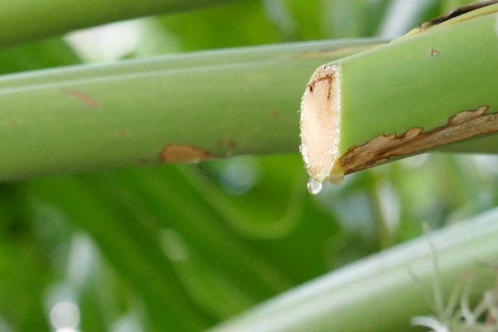 mature tree philodendron (Philodendron bipinnatifidum) cut stalk oozing fluid