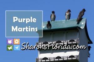 purple martins sitting on a martin house
