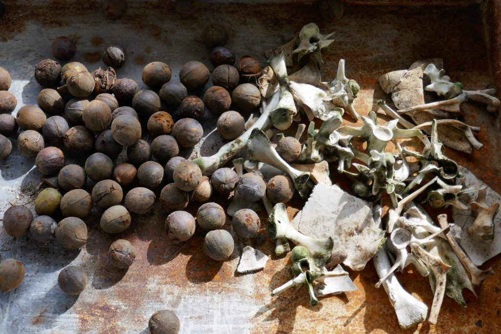 whole hickory nuts and small bones for squirrels to chew on